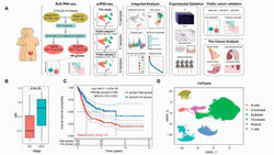 Single-Cell RNA Sequencing Identifies MMP11+ Cancer-Associated Fibroblasts as Drivers of Angiogenesis and Bladder Cancer Progression